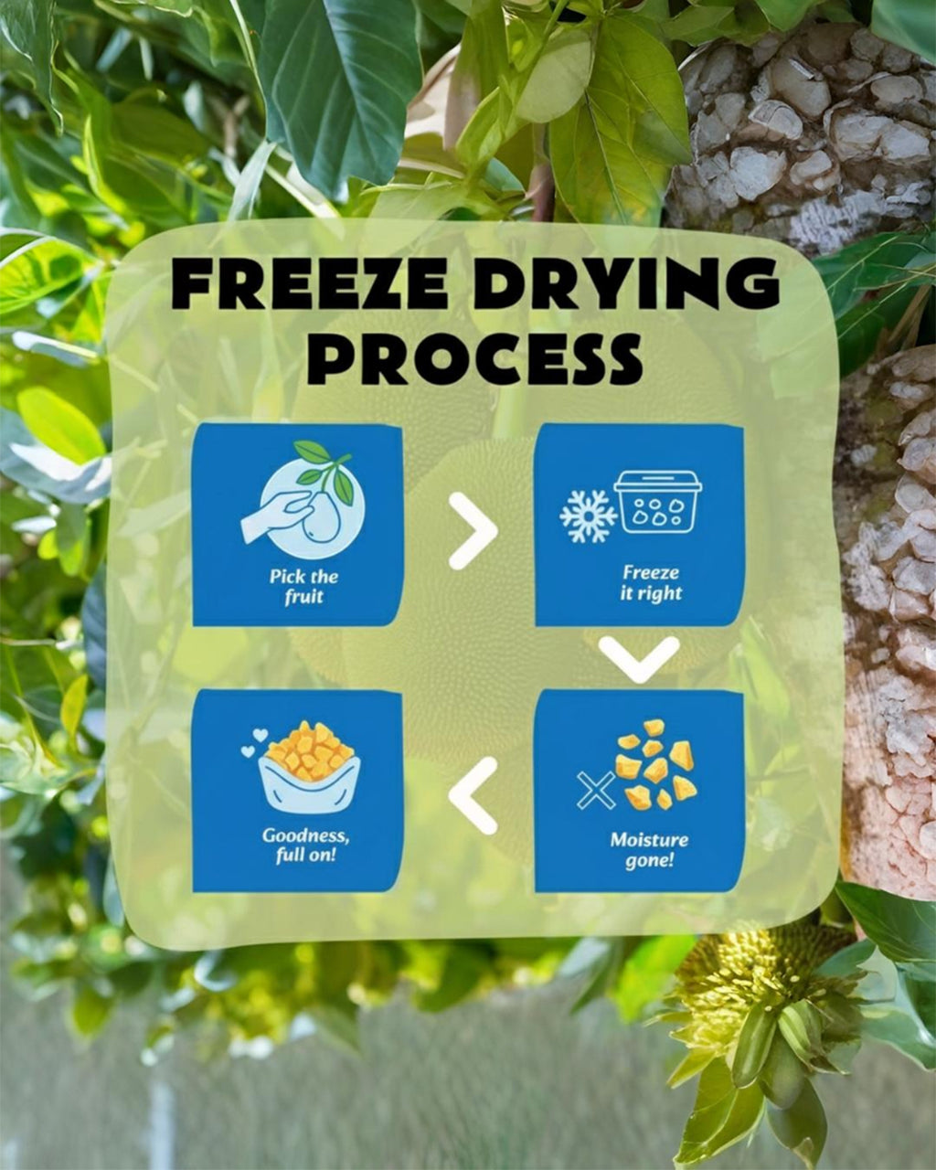 Raw Jackfruit Powder